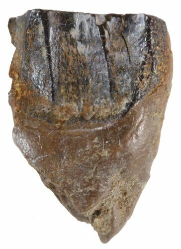 Triceratops Shed Tooth - Montana #41226